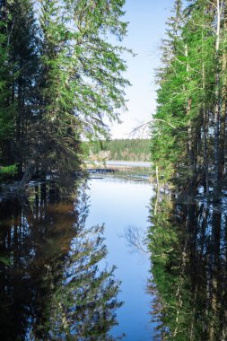 Ormanın gölgelerinde gölün su aynası