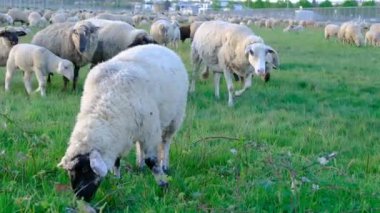 Beyaz koyunlar gün batımında çayırlarda otluyor.