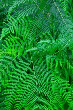 Yeşil eğreltiotu yaprakları çok yakın. arkaplan kavramı