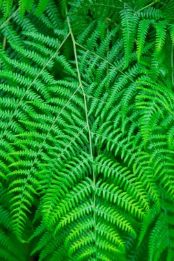 Yeşil eğreltiotu yaprakları çok yakın. arkaplan kavramı