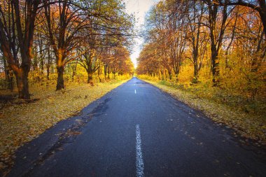 Sonbahar ormanlarında yol