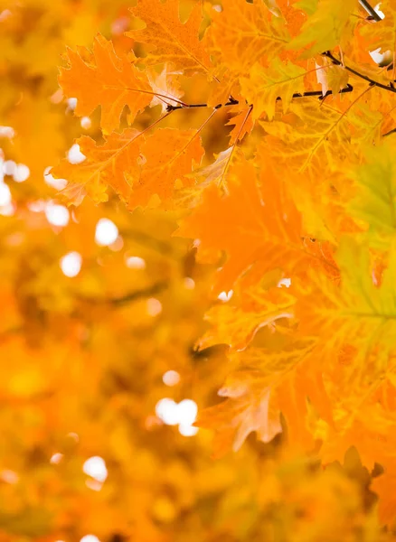 Осенний Желтый Клен Листья Фона — стоковое фото