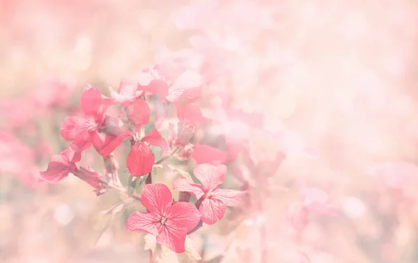 stock image  spring violet flowers on field