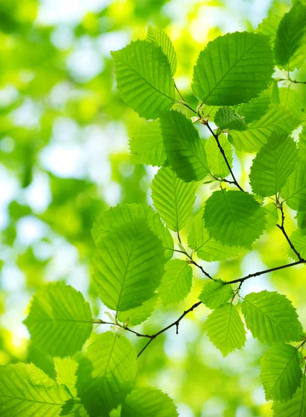 Groene Bladeren Groene Achtergrond — Stockfoto