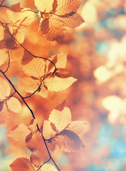秋天的叶子在绿色的背景上 — 图库照片