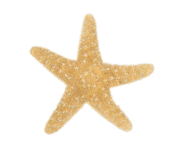 Морская Звезда Белом Фоне — стоковое фото