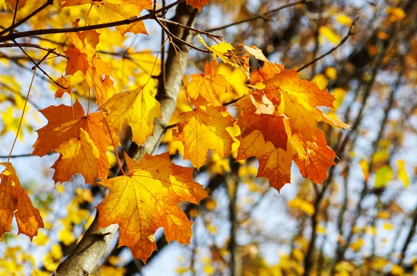 Жовте Кленове Листя Гілці Восени — стокове фото
