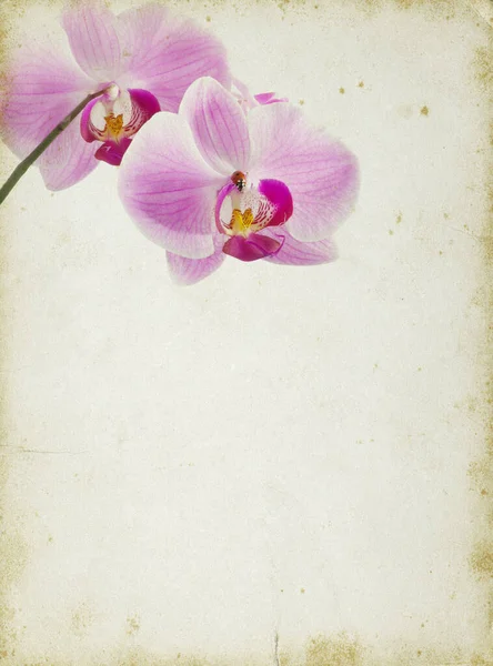 Szüreti Orchidea Másolási Hellyel — Stock Fotó