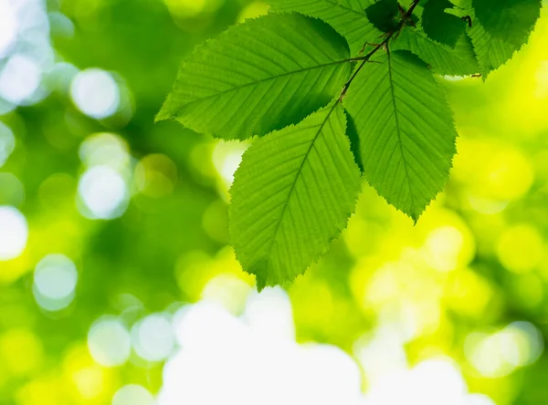 Groene Bladeren Abstracte Achtergrond — Stockfoto