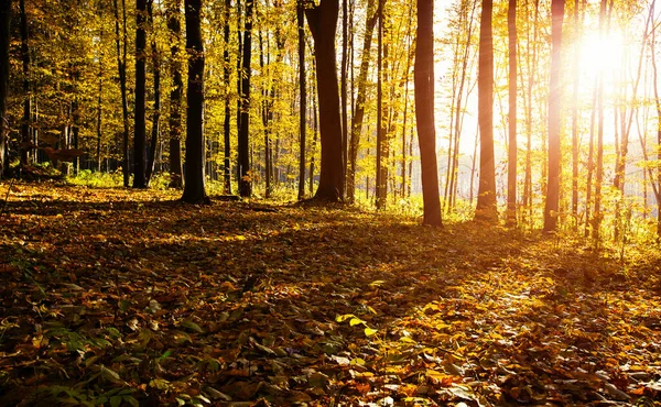 stock image Golden autumnal forest with sunbeams