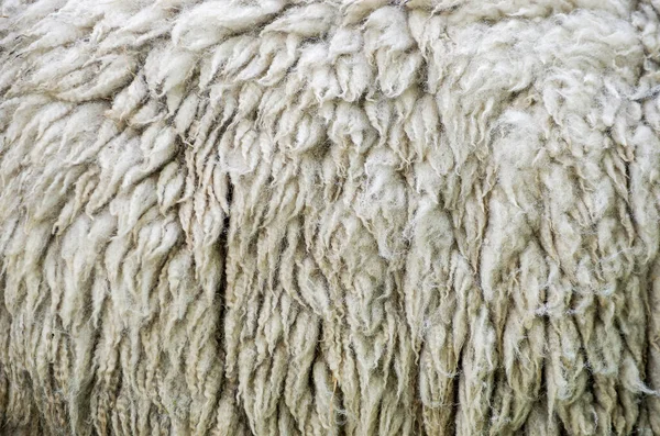 Nahaufnahme Der Textur Des Warmen Fells Aus Schafwolle — Stockfoto