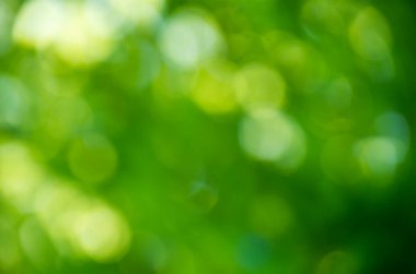 Yeşil bokeh arka plan doğa orman odak dışı