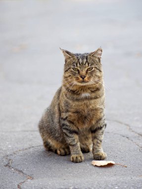 Gri kedi yerde oturuyor..