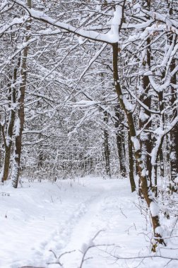 kış karla kaplı ağaçlar