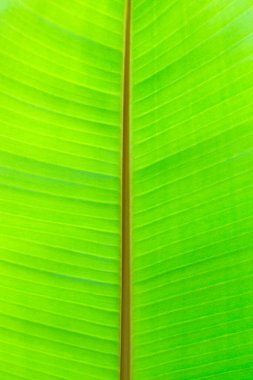 Yeşil yaprak yüzeyi dokuyu kapat arkaplan görüntüsü