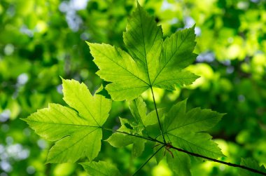 yeşil arka plan üzerinde yeşil yaprakları