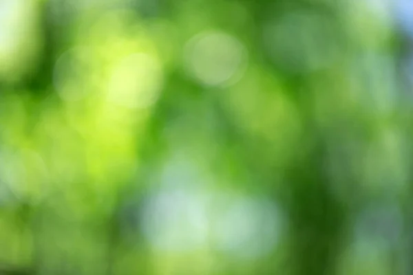 Yeşil Bokeh Arka Plan Doğa Orman Odak Dışı — Stok fotoğraf