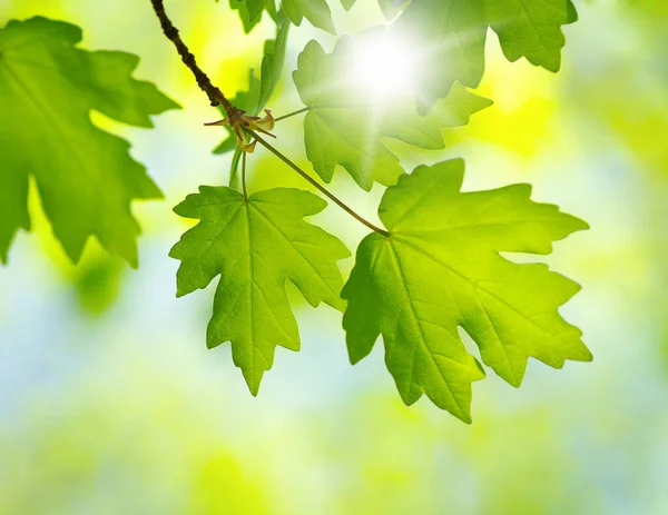 Folhas Verdes Floresta Verão — Fotografia de Stock