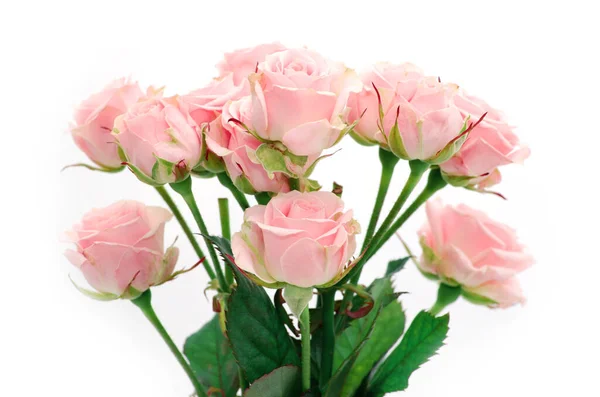 Růžové Růže Zblízka — Stock fotografie
