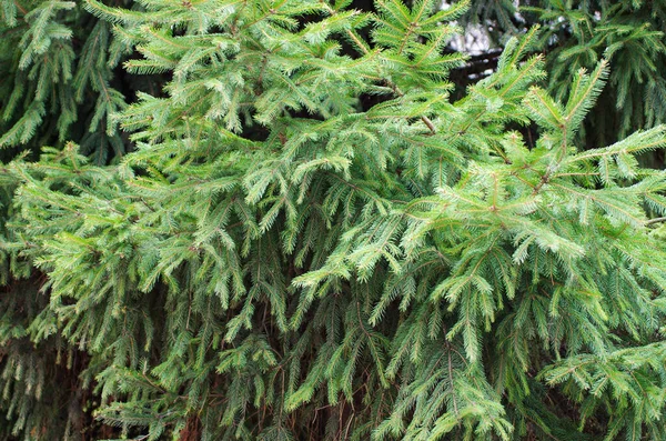 Πράσινο Φόντο Ερυθρελάτης Κωνοφόρο Δέντρο Επιλεκτική Εστίαση — Φωτογραφία Αρχείου