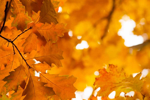 Žlutá Javorové Listy Větvičku Podzim — Stock fotografie