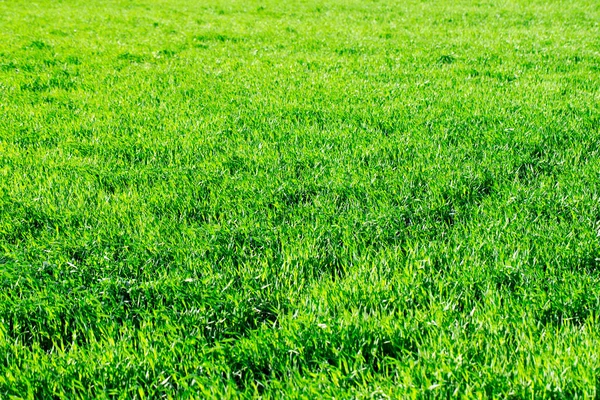 Groen Gras Achtergrond Met Selectieve Aandacht — Stockfoto