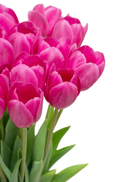 Strauß Aus Tulpen Blumen Isoliert Auf Weiß — Stockfoto