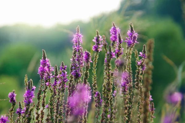 日の出 自然の背景にソフト ピンク草原の花 — ストック写真
