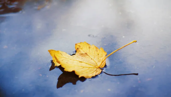Jesienią Powierzchni Kałuży Leżą Żółte Liście — Zdjęcie stockowe
