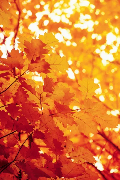 秋の森の枝に葉 — ストック写真