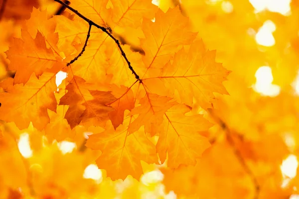 Żółty Klon Liście Gałązka Jesienią — Zdjęcie stockowe