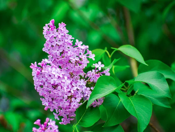 Lilac Blossoming Branches Selective Focus — Stock Photo, Image
