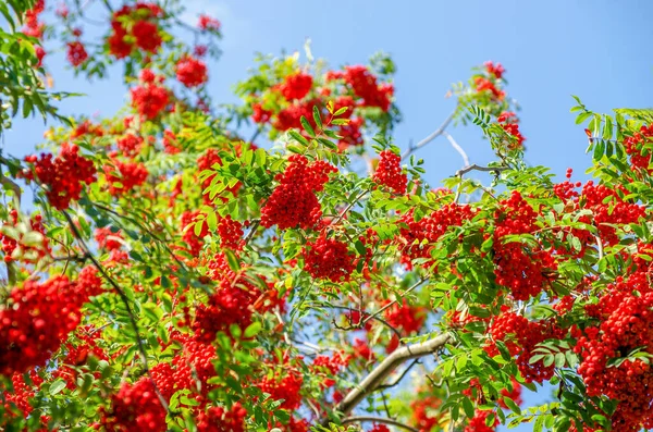 Stock image Rowan tree, close-up of bright rowan berries on a tree