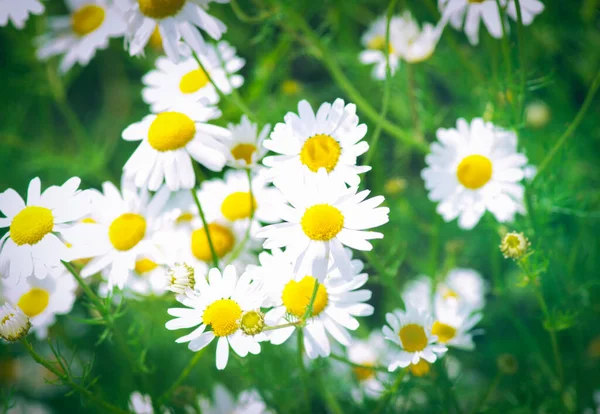 Letní Květy Heřmánkem Květy Louce — Stock fotografie