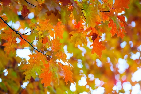 Желтые Кленовые Листья Веточке Осенью — стоковое фото