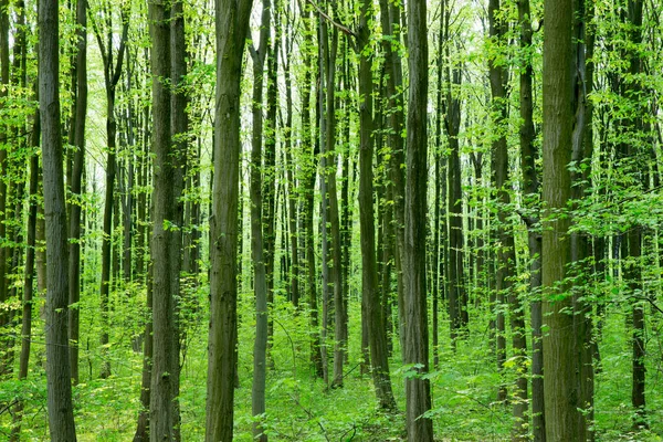 Bosbomen Natuur Groen Hout Zonlicht Achtergronden — Stockfoto