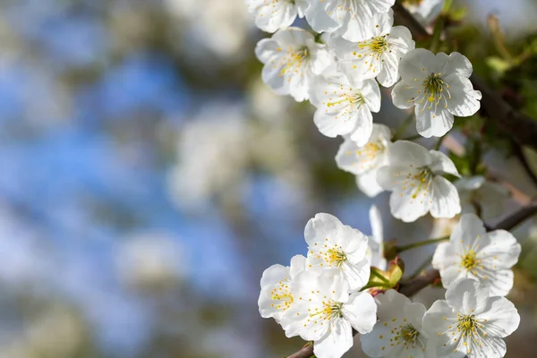 美丽的樱花樱花在春天时间在天空 — 图库照片