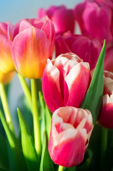 Fond Tulipe Rose Fond Écran Gros Plan — Photo