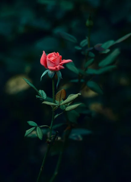 Червона Троянда Чорному Фоні — стокове фото