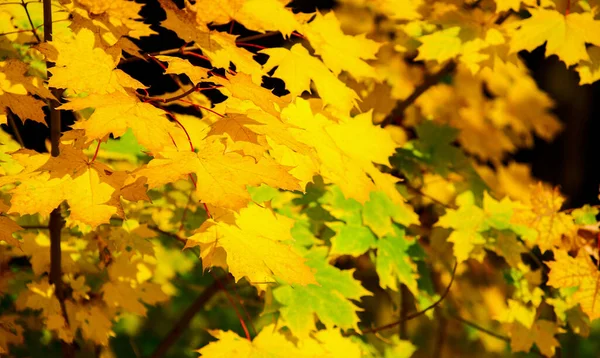 Желтые Кленовые Листья Веточке Осенью — стоковое фото
