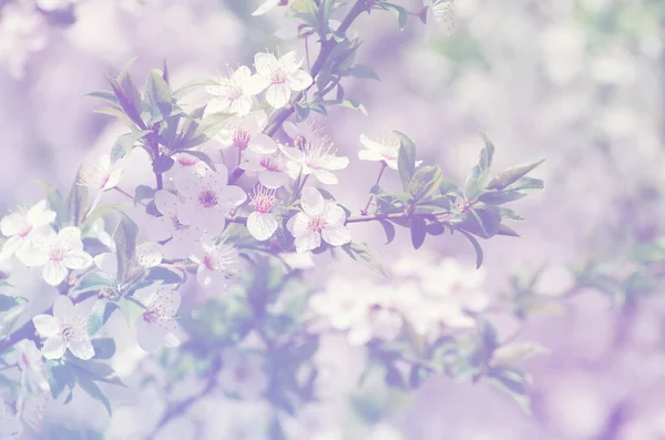Gałąź Wiosenna Białymi Kwiatami — Zdjęcie stockowe