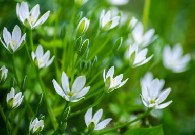 alan soyut çiçek çiçekler