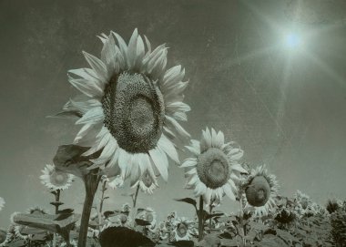 Ayçiçekleri tarlada, resim retro renklerde