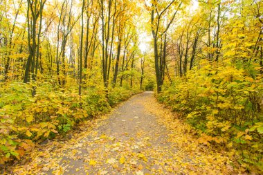 Ormanın içinde kırmızı ve renkli sonbahar renkleri