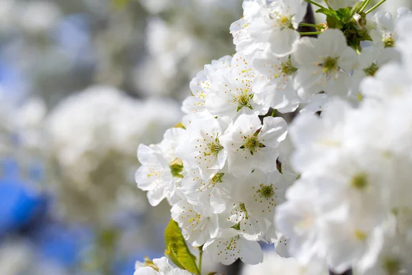 美丽的樱花樱花在春天时间在天空 — 图库照片