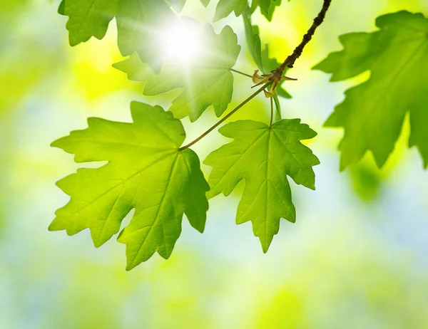Зелене Листя Літньому Лісі — стокове фото