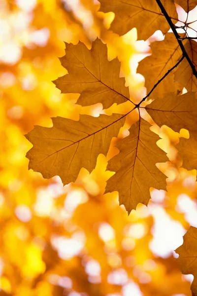 秋の枝に黄色いカエデを葉します — ストック写真