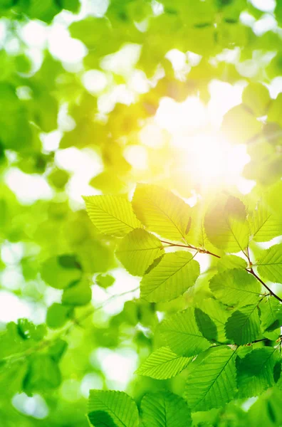 緑の背景の上の緑の葉 — ストック写真