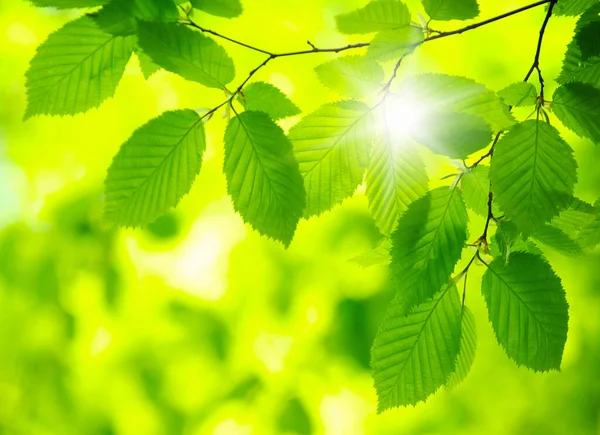 Foglie Verdi Sfondo Verde — Foto Stock