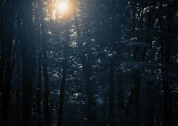 Forêt Mystérieuse Avec Lumière Soleil — Photo